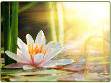 Thuiskomen in de Wijsheid van je Ziel