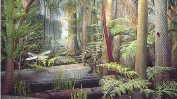 Moeder Aarde natuurhealing - Heermoes