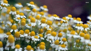 Moeder Aarde natuurhealing - Kamille