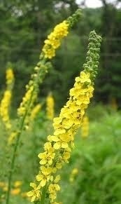 Moeder Aarde natuurhealing - Agrimonie