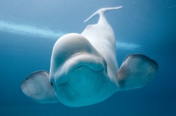 Moeder Aarde natuurhealing - Beluga's