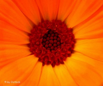 Moeder Aarde natuurhealing - Goudsbloem