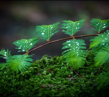 Dropsonleaves wallpaper 8841731