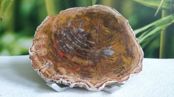 Moeder Aarde natuurhealing - Versteend hout