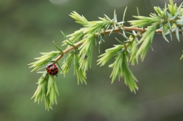 Moeder Aarde natuurhealing - Jeneverbes
