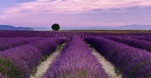 Lavendel olie