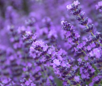 Lavendel