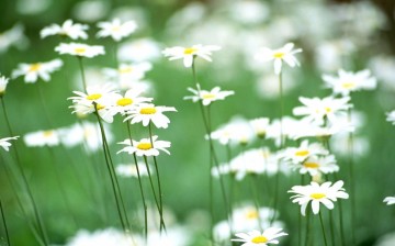 Moeder Aarde natuurhealing - Madeliefje