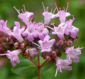Moeder Aarde natuurhealing - Marjolein