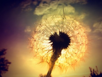 Moeder Aarde natuurhealing -  Paardenbloem