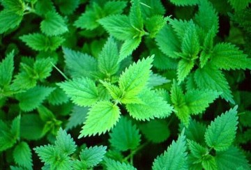 Moeder Aarde natuurhealing - Brandnetel