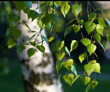 Webwinkel berk opname