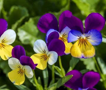 Webwinkel drie kleurig viooltje opname