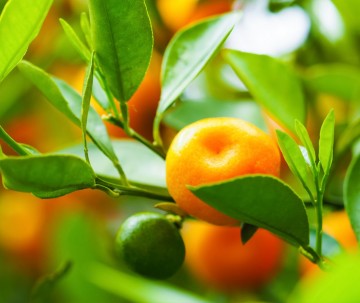 Webwinkel mandarijn opname