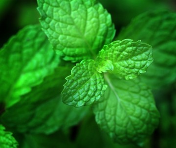 Webwinkel munt opname