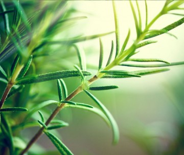 Webwinkel rozemarijn opname