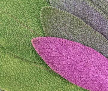 Webwinkel salie opname