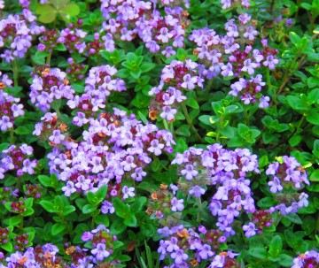 Webwinkel tijm opname