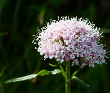 Webwinkel valeriaan opname